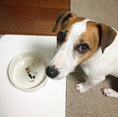 Bild in Galerie-Betrachter laden, Schüssel für Hunderassen - Jack Russell