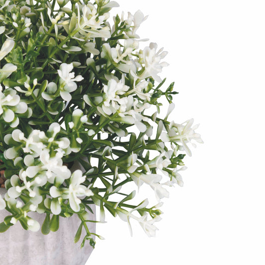 PFLANZE IN ZEMENTTOPF / WEISSE BLUMEN