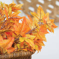 Bild in Galerie-Betrachter laden, Herbst-Ahornblattstrauch, 55 cm
