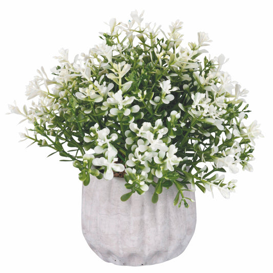 PFLANZE IN ZEMENTTOPF / WEISSE BLUMEN