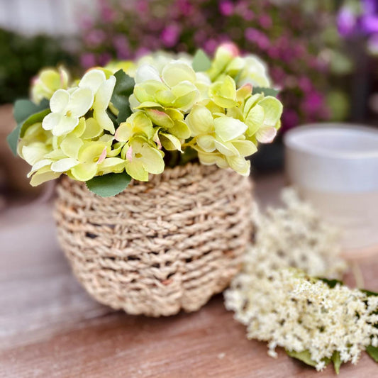 Hortensie im Topf