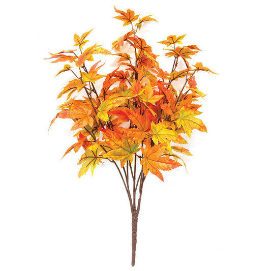 Herbst-Ahornblattstrauch, 55 cm