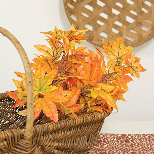 Herbst-Ahornblattstrauch, 55 cm