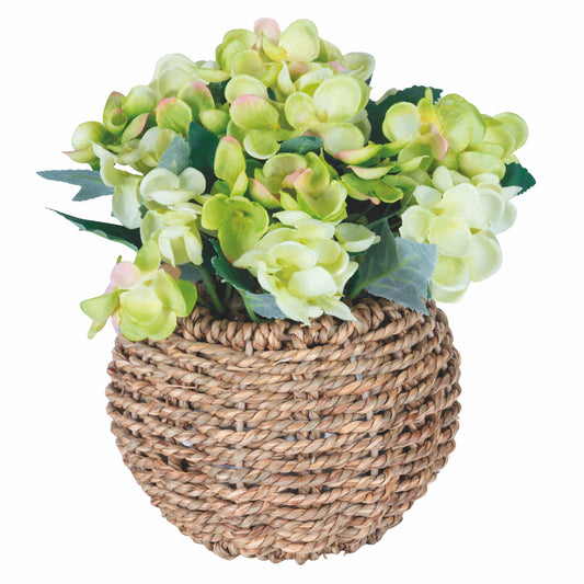 Hortensie im Topf