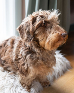 Joghurtschale Dachshund Naan